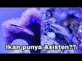 Ikan Hias Laut Jabing Biasa