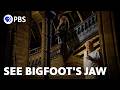Was Bigfoot Real
