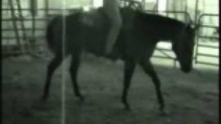 preview picture of video 'Im Oh So  Blue    2005 Brown Gelding'