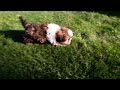 Shih Tzu dogs for sale: Jude - Video 1