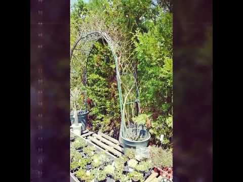 どの植物が灰を好まないのか