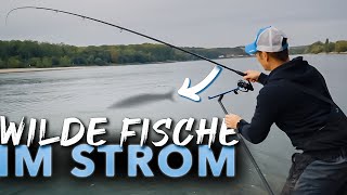 Was beißt in der starken Strömung Auf Rhein MONSTER mit@feederfun 😲