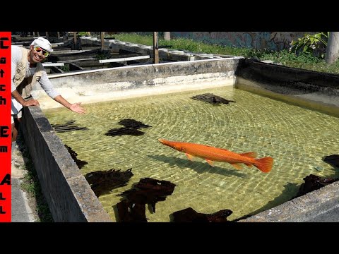 We FOUND the Rare ORANGE CARROT FISH after 5 Years of SEARCHING!