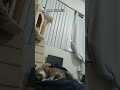 Grey Tabby Cat Biscuit Galore Shorts