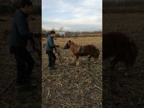 Poneița lui Gabi de la postă(partea a - || - a)