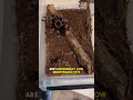 The BEST SPIDER to HAVE AT HOME? 🕷️ Red Knee Tarantula #shorts