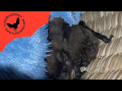 Fledermaus NRW - Auswilderung Flori & Fiete