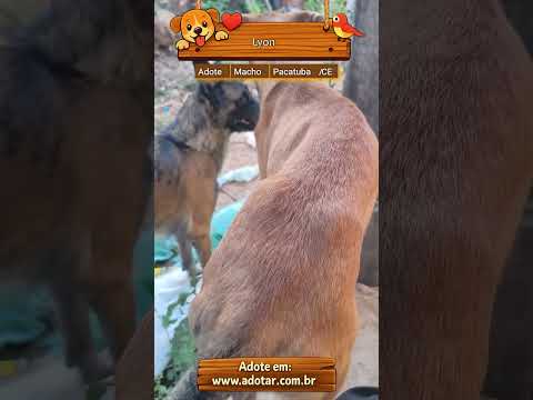 Vídeo de Lyon