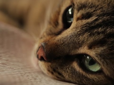 Cats and humans: a purr-fect relationship - YouTube