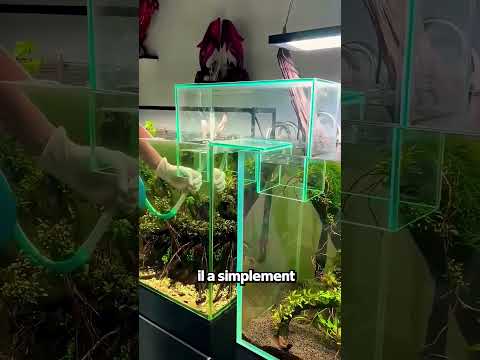 Les Poissons Ont Disparu Et Réapparu Ailleurs