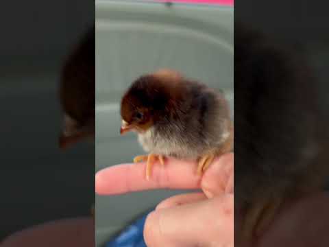 CUTE BABY CHICK!!!🐥 #shorts #chicken