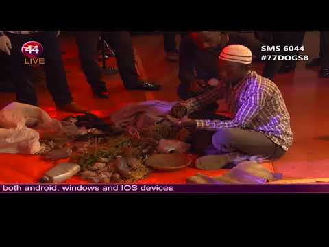 Great Witch gets Saved in Phase 8 - 77 DOGS