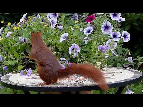 Sangeeth 17 Ra Dawal Mal Hegum