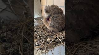 キジバトの赤ちゃんにおはようの挨拶したらブチギレられました