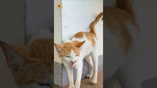 Stray Cat Sounds 🧡(The Persistent Meowing of a Manila Street Cat)