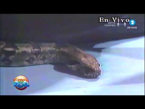 Domingo Para Todos - Daniel Rucks & una serpiente en el estudio  Canal 2 El Salvador 1994