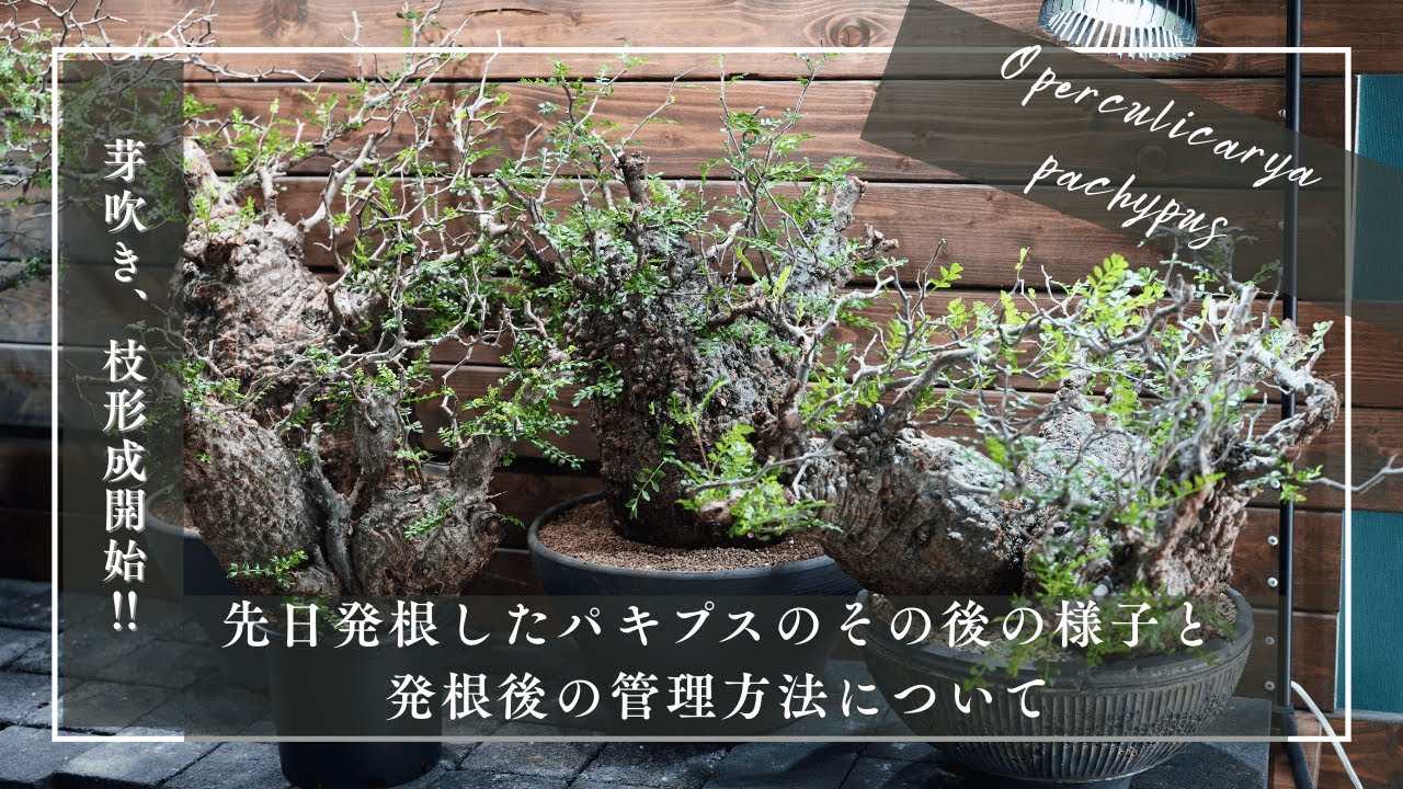 先日発根したパキプスのその後の様子と発根後の管理について