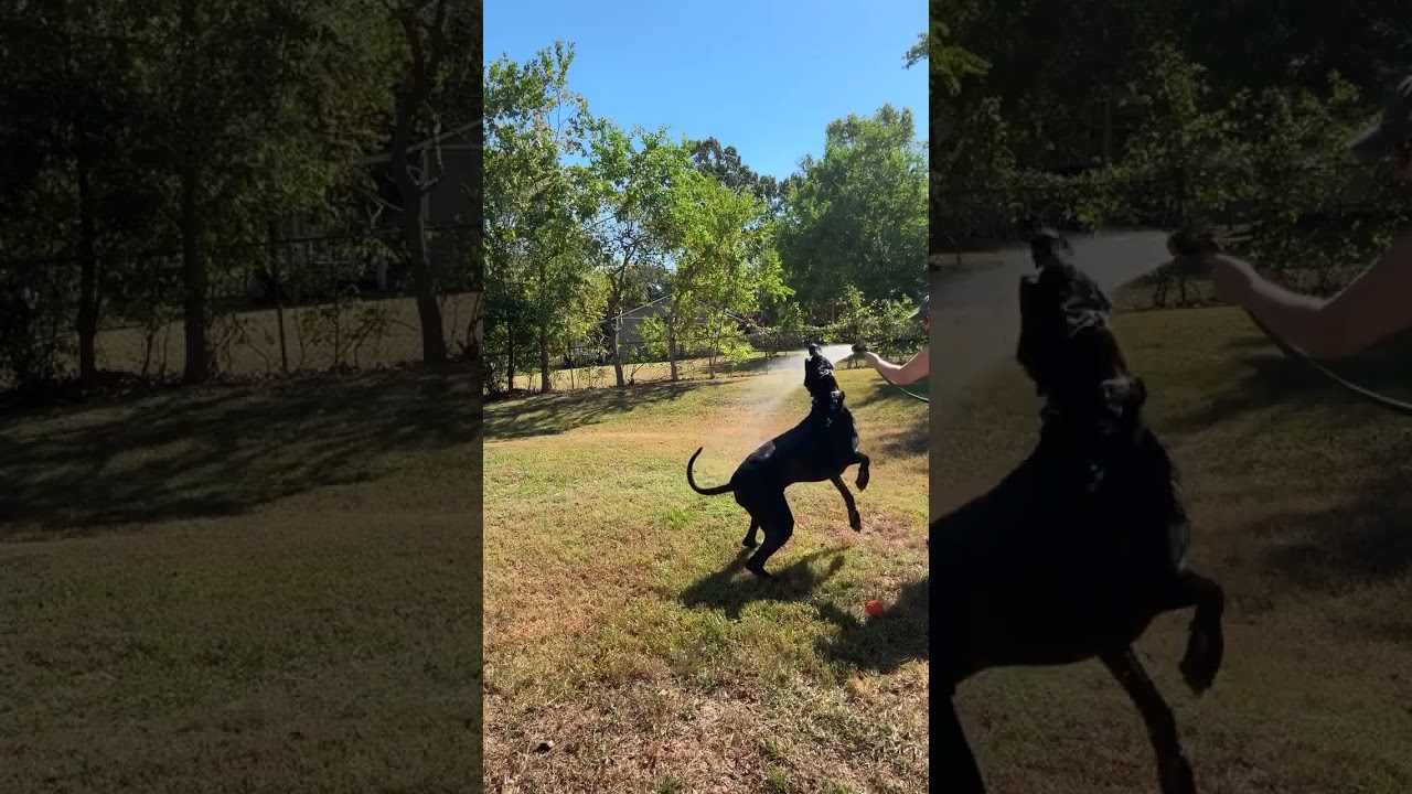 Enlarge Axel, a Adoptable Great Dane in Houston, TX video 6/6