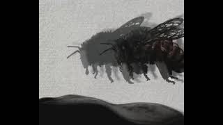 a bee and a carpet - short film