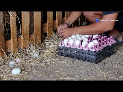Pekin Duck Eggs The Ultimate Guide