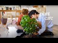 Houseplant Maintenance | mounting a staghorn, plant tips, repot with Chris and Theo