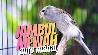 Download lagu JAMBUL MEWAH AUTO MAHAL! Masteran Kenari Isian Blackthroat GACOR PALING DICARI mp3