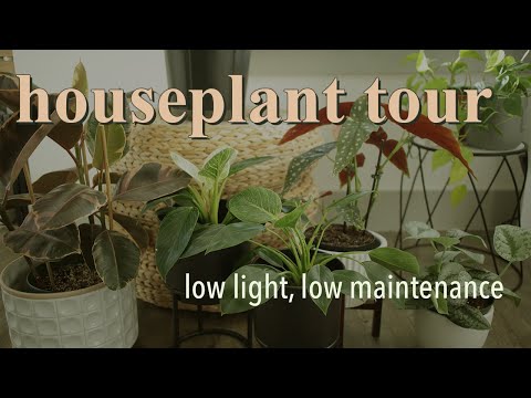 🌿Houseplant Tour 2021 | EASY, LOW LIGHT Plants | Tiny Apartment