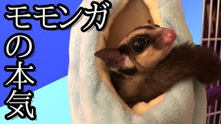 【かわいい】これがモモンガの本気【本当の姿】