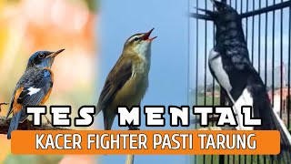 Download lagu SUARA PANCINGAN BURUNG KACER AGAR CEPAT BUNYI DAN GACOR | KICAUAN DONGKRAK MENTAL KACER mp3