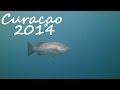Diving - Curaçao 2014 - Karibik, Curacao, Niederländische Antillen, Curaçao