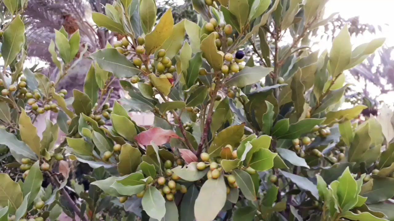 BAY LEAVES TREE/LAUREL
