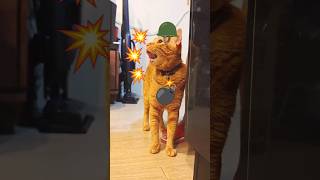 2026/9/3_187  貪炸吃SV #橘ひなの #橘貓 #橘猫 #貓咪日常 #cat #cute  #可愛い猫
