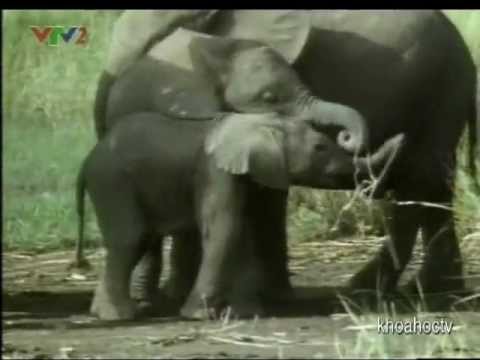 Những Bước Đi Đầu Tiên Trong Thế Giới Hoang Dã