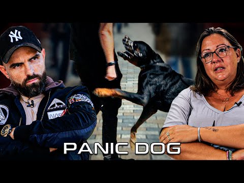 ROTTWEILER agressif ! "C'est sa DERNIÈRE chance" - Panic Dog Ep14