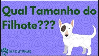 Como Saber o Tamanho Que Meu Animal Irá Ficar Quando Adulto? Dica do Veterinário