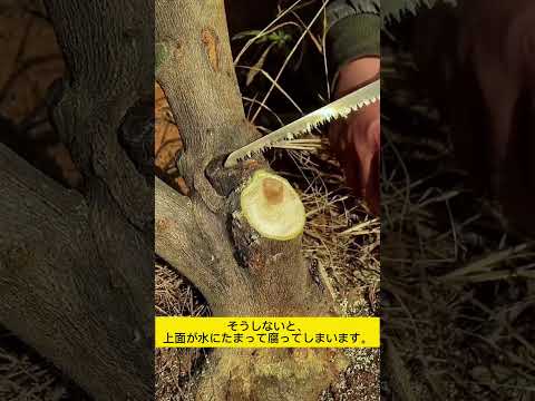 折れた木の枝をうまく処理できますか?説明と例  庭園
