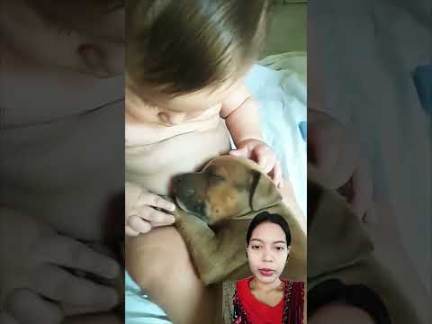 A cute baby with dog #dog #baby  #shortvideo #greenscreen #shortsvideo #shortfeed #india #shorts