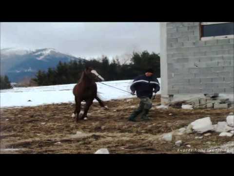 konjicki klub konjanik