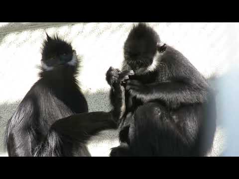 トワリー動物園 - 定義