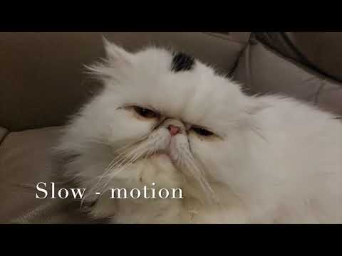 Vivo x51 - video camera quality sample