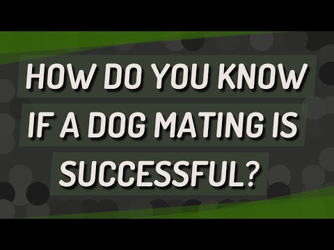How do you know if a dog mating is successful?