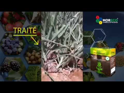 Moreco Resultats et effects FERTIFIGHT sur les oignons