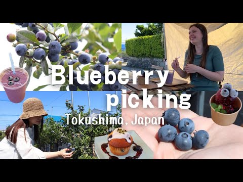 【Tokushima Sightseeing】 Certain to Visit Again! Picking Ripe Blueberries!