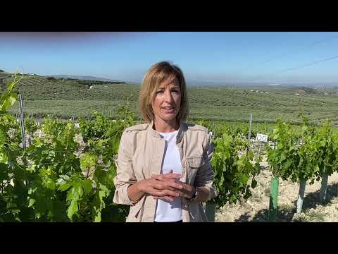 Fotograma del vídeo: Elección de pámpanos para pulgares en la poda de formación en verde de vid