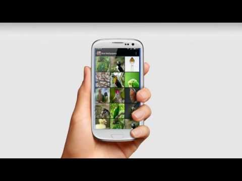 Bird Wallpapers Video