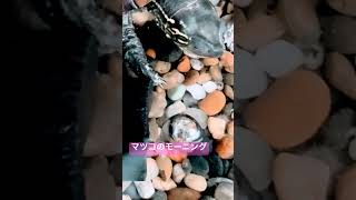 🐢マツコ・ヒロシといっしょ🐢#亀🐢#動物セラピー#癒し#家族#生き物#優しい時間⏰#間取り#理想の家づくり#亀の気持ちを思うと養うという責任感が生まれる😊#いつか治る#心の傷🩹❤️❤️‍🩹