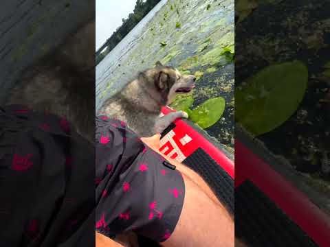 Собака плавает на сап доске!