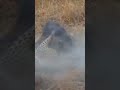 Adorable Moment: Watch a Curious Lion Cub Meet a Friendly Leopard #shorts #animals #viral