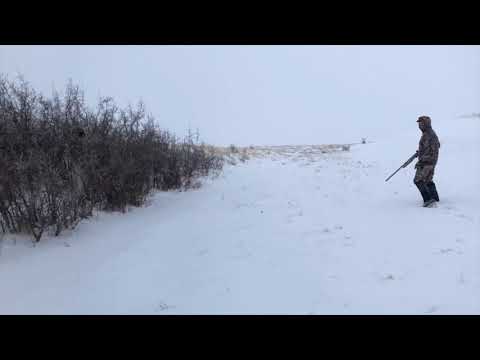 Grouse Hunt 18.01.14