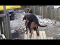 Doggy Style In The Neighborhood ChuckyandJosh